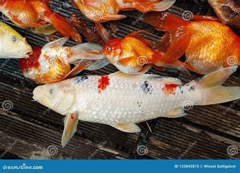 Dead Koi Fish Diseases Infected Stock Image Image Of Colorful Dead