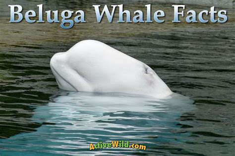 Beluga Whale Facts: The White Whale Is An Amazing Arctic Marine Mammal