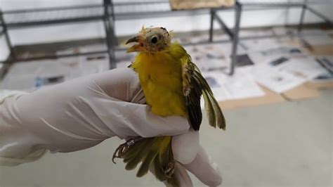 Em Tr S Dias Mata Ciliar De Jundia Recebe Aves Do Tr Fico De Animais