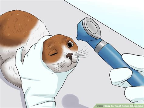 How To Treat Feline Glaucoma Steps With Pictures Wikihow Pet