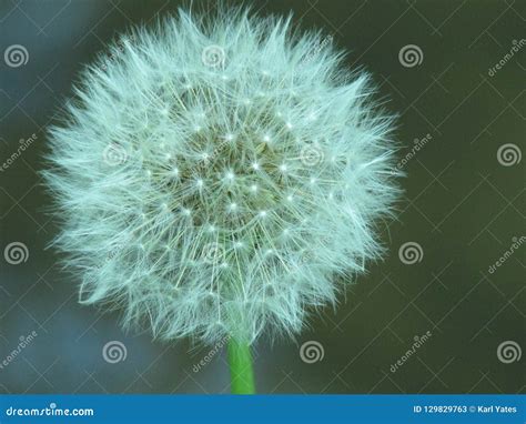 Dandelion clock stock image. Image of single, time, beauty - 129829763