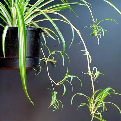 Spider Plant Tumbuhan Hias Hidup Gantung Menjuntai Bunga Lili Paris