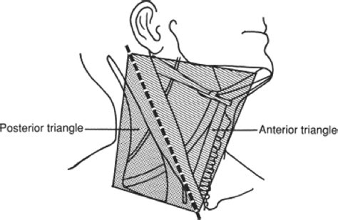 Cervical Lymph Node Biopsy And Scalene Node Biopsy Basicmedical Key