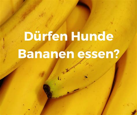 D Rfen Hunde Bananen Essen Wie Viel F R Tiere Gesund Ist Hund