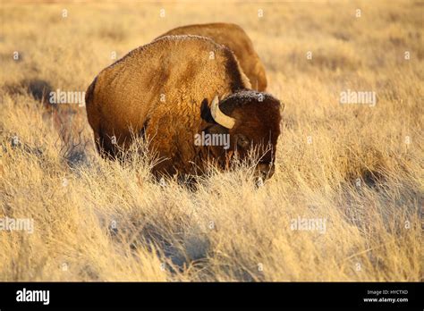 Wild Bison On Great Plains Stock Photo Alamy