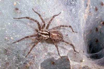 Funnel Weaver Spider :: Museum of Southwestern Biology | The University of New Mexico