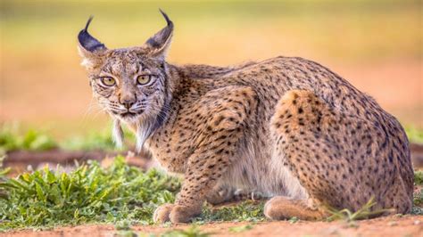 Nuovo Progetto Per Il Lupo E La Lince Iberica The Portugal News