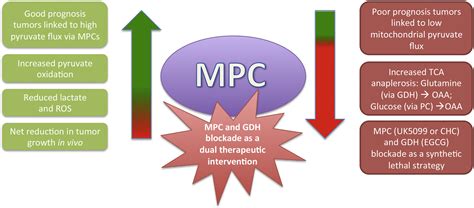 Rewiring Mitochondrial Pyruvate Metabolism Switching Off The Light In