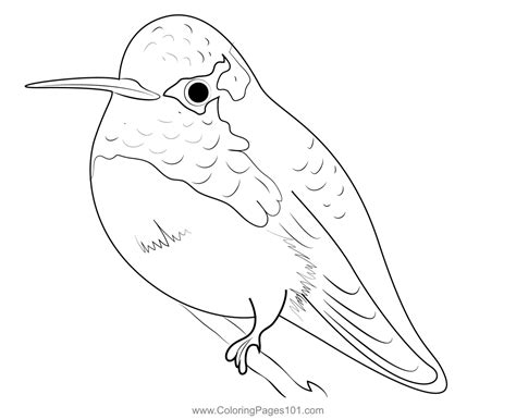 Calliope Hummingbird Coloring Page For Kids Free Swifts And