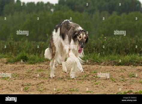 Borzoi Walk Hi Res Stock Photography And Images Alamy