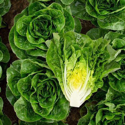 Uk Seller Lettuce Catalogna Cerbiatta Seeds Plants Seeds Bulbs