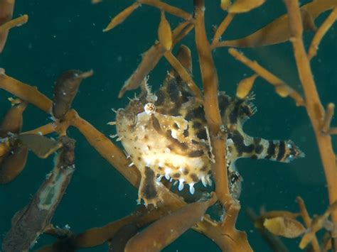 Real Monstrosities: Sargassum Fish