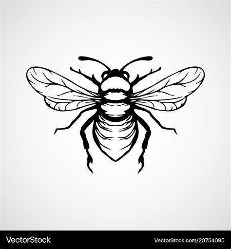 Engraving Honey Bee On White Background Royalty Free Vector