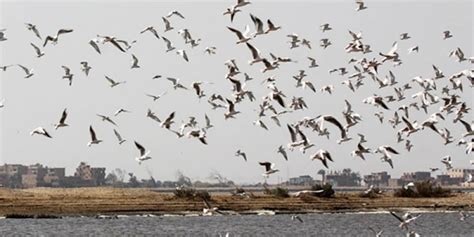 Birds Watching Egypt