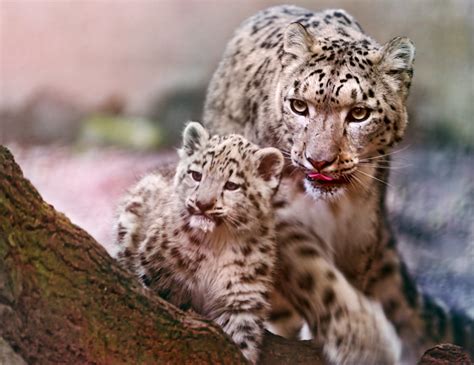 Mother Snow Leopard And Cub I Had A Hard Time To Work On T Flickr