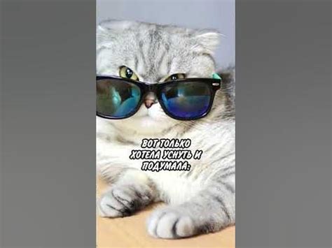 Когда мысли лезут в голову 😹 #кот #кошка #юмор #прикольнаяозвучка - YouTube