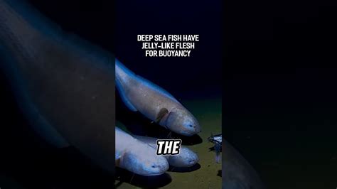 Strange deep sea fishes #viral #history #scary #deepsea #fish #ocean ...