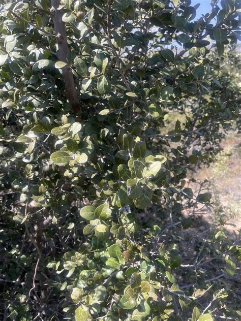 Bushveld Koobooberry From Fetakgomo Greater Tubatse Rural Fetakgomo