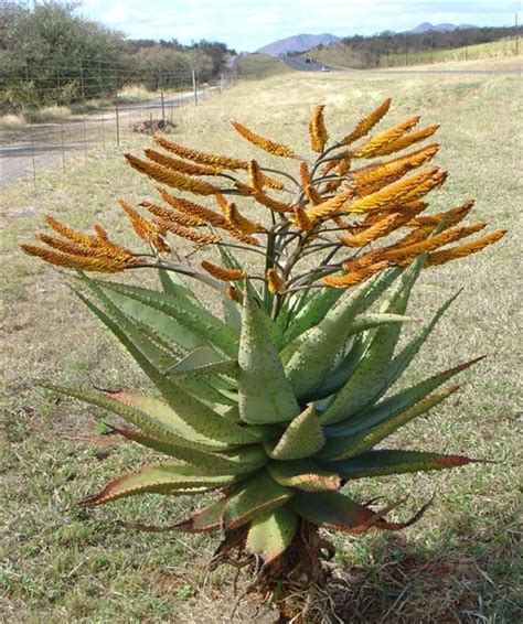 Aloe Marlothii 2lt Cnd Nursery