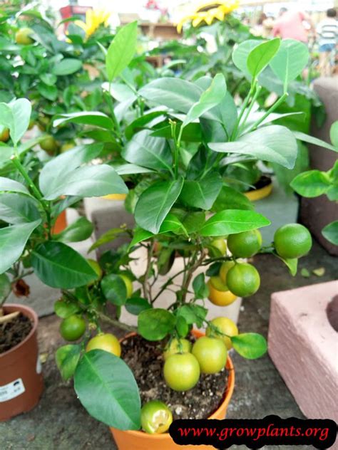 Calamansi tree - How to grow & care