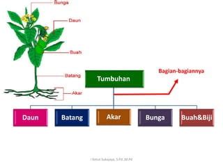 bagian tumbuhan pptx