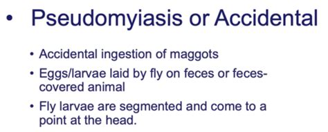 Myiasis Flashcards | Quizlet