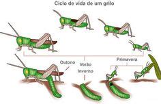 Grilo Desenho Pesquisa Do Google Grilo Ciclos De Vida Actividades