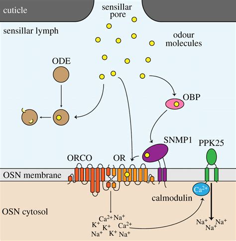 Non-receptor proteins involved in olfactory signalling. Schematic ...