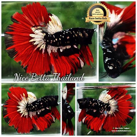 avatar betta fish  sale nicebettathailandcom