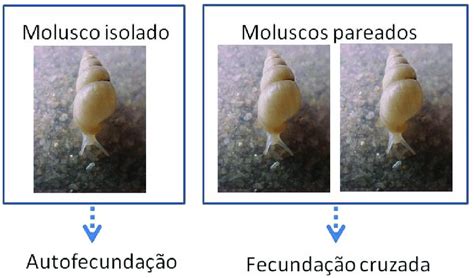 Reprodução Do Molusco - Metodologia para estudar aspectos da reprodução de moluscos terrestres ...