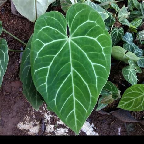 Jual Tanaman Hias Anthurium Kuping Gajah Daun Besar Shopee Indonesia