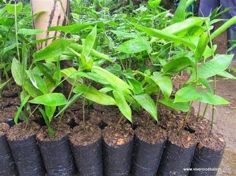 Sistema de Producción de Plantulas TvAgro por Juan Gonzalo Angel