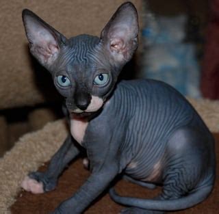 zoology - Are there cats with black skin? - Biology Stack Exchange