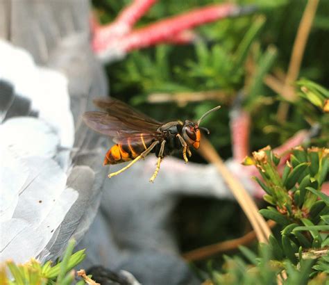 UK Bees Under Threat as Asian Hornet Sightings Further Increase | Nature World News