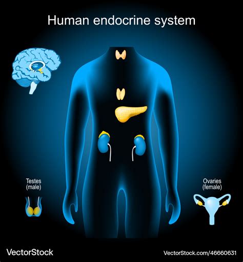 Glands Of A Human Endocrine System Royalty Free Vector Image