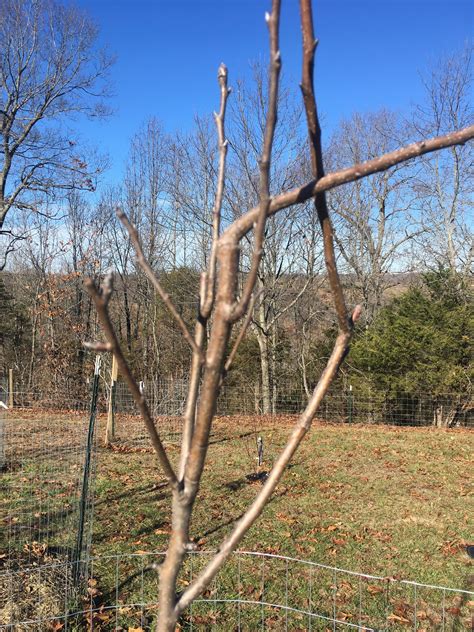 Pruning Pear Tree - General Fruit Growing - Growing Fruit