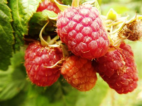 1920x1080 wallpaper | red berry fruit | Peakpx
