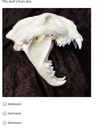 Solved This skull is from a(n): Herbivore Carnivore Omnivore | Chegg.com