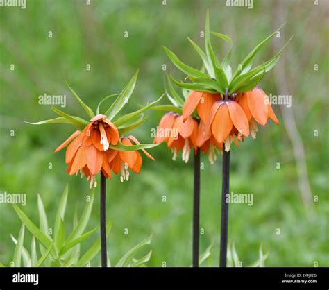 Fritillaria Imperialis Rubra Maxima Hi Res Stock Photography And Images