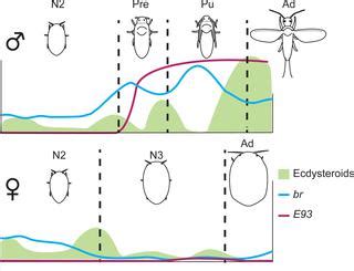 Sex Specific Expression Profiles Of Ecdysteroid Biosynthesis And