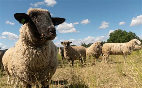 Surprising Benefits Of Using Sheep As Lawn Mowers Daily Democrat