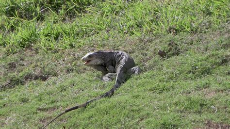 Wild Green Iguana In Nature Eating Green Grass Stock Footage K Uhd