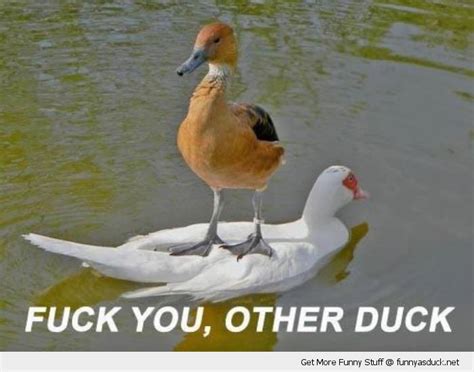 Fuck You Other Duck Funny As Duck