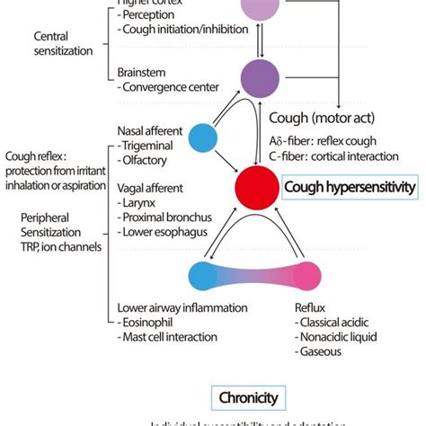 Paradigms For Chronic Cough A Anatomic Diagnostic Protocol Chronic Download Scientific