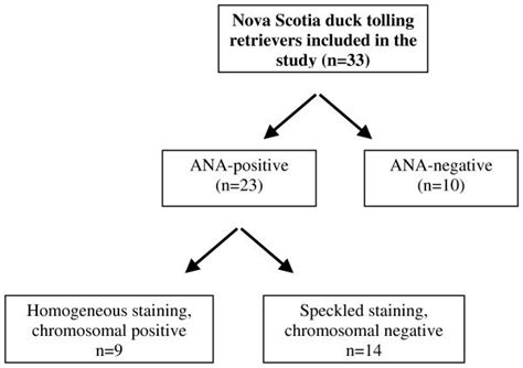 Flow Chart For Indirect Immunofluorescence Antinuclear Antibody