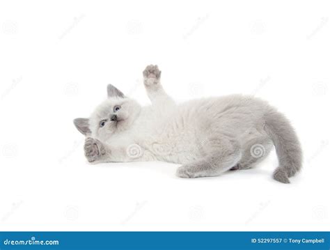 Cute kitten playing stock image. Image of kitten, white - 52297557