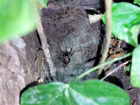 False Widow Spider Warning As Baby Bitten By Uks