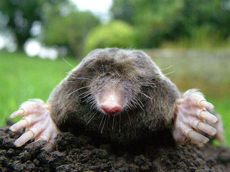 The Difference Between a Mole and a Vole