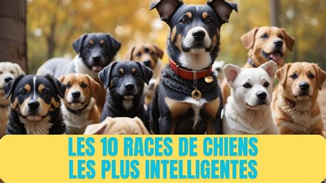 Au Sommet De L Intelligence Canine Les Races De Chiens Les Plus