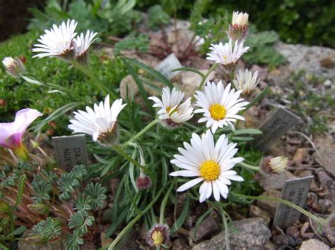 Erigeron Ochroleucus V Scribneri Alpinesdk